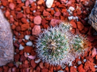 San Miguel de Allende, El Charco del Ingenio Jardín Botánico